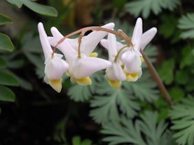 Dicentra cucullaria